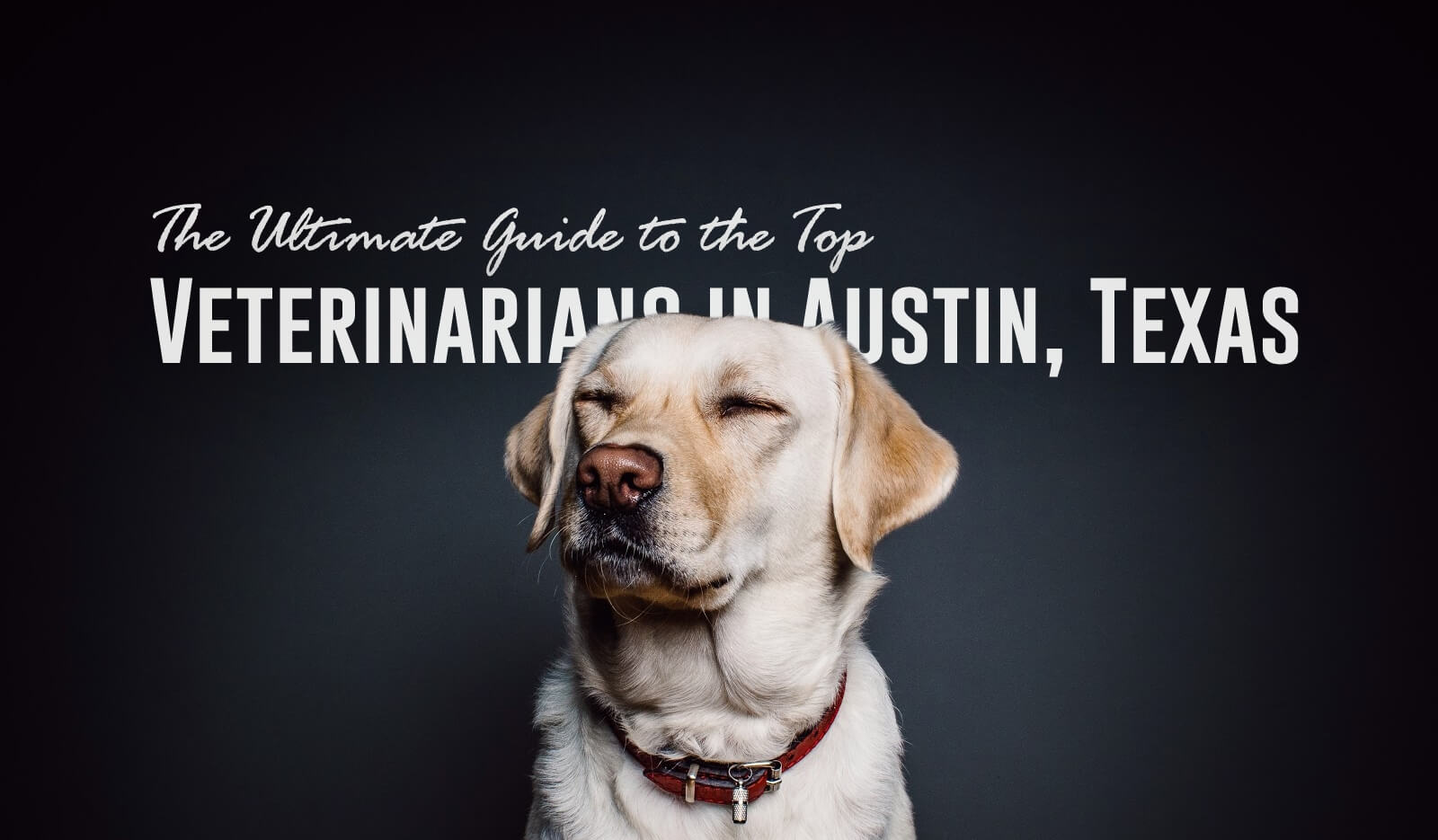 The Ultimate Guide to the Top Veterinarians in Austin, Texas Fauna Care